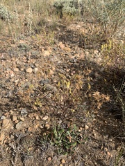 Cordylanthus ramosus