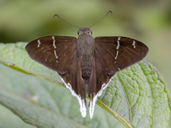 Hesperiidae