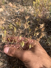 Cordylanthus ramosus