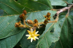 Apeiba tibourbou
