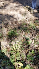 Hieracium umbellatum umbellatum