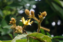 Apeiba tibourbou