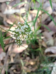 Platysace lanceolata