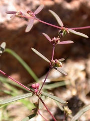 Euphorbia revoluta