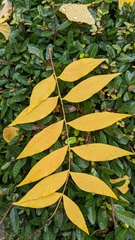 Magnoliopsida