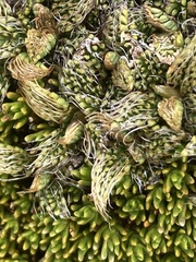 Anisotome imbricata