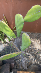 Opuntia cochenillifera