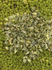 Anisotome imbricata