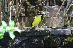 Pitangus sulphuratus