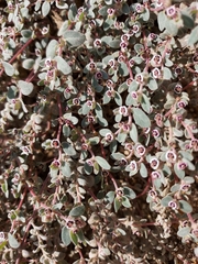Euphorbia melanadenia