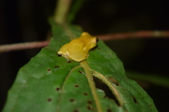 Dendropsophus