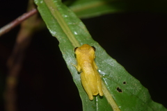 Dendropsophus
