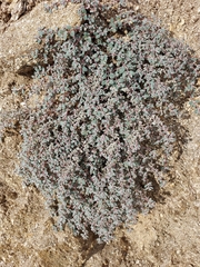 Euphorbia melanadenia