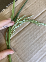 Anthoxanthum redolens