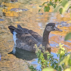 Anser anser × Branta canadensis