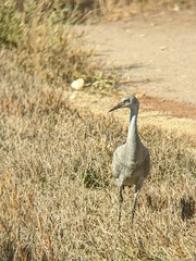 Antigone canadensis