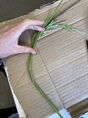 Anthoxanthum redolens