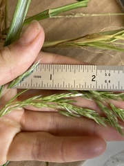 Anthoxanthum redolens