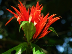 Aphelandra