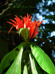 Aphelandra