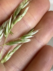 Anthoxanthum redolens