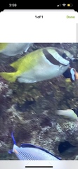 Heniochus