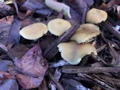 Psilocybe allenii