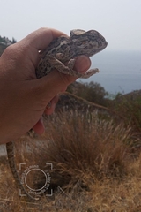 Chamaeleo chamaeleon chamaeleon