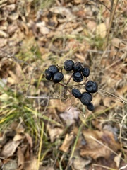 Viburnum acerifolium