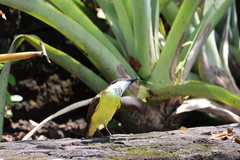 Pitangus sulphuratus