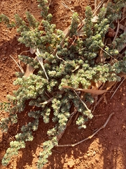 Euphorbiaceae