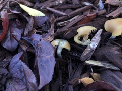 Psilocybe allenii