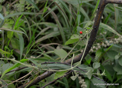 Cucumis maderaspatanus