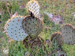 Opuntia robusta
