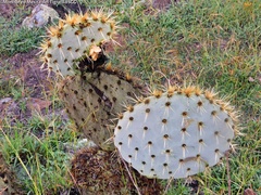 Opuntia robusta