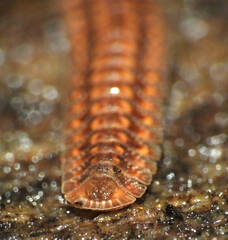 Pyrgodesmoidea