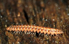 Pyrgodesmoidea
