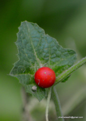 Cucumis maderaspatanus