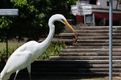 Ardea alba