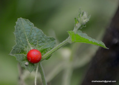 Cucumis maderaspatanus