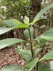 Aidia cochinchinensis
