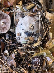 Agaricus hondensis
