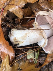 Agaricus hondensis
