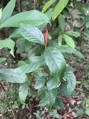 Aidia cochinchinensis