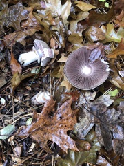 Agaricus hondensis