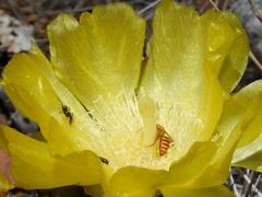 Arhysosage ochracea