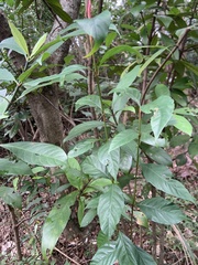 Aidia cochinchinensis