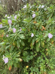 Impatiens sodenii