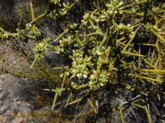 Hualania colletioides