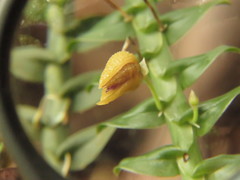 Dichaea muricatoides